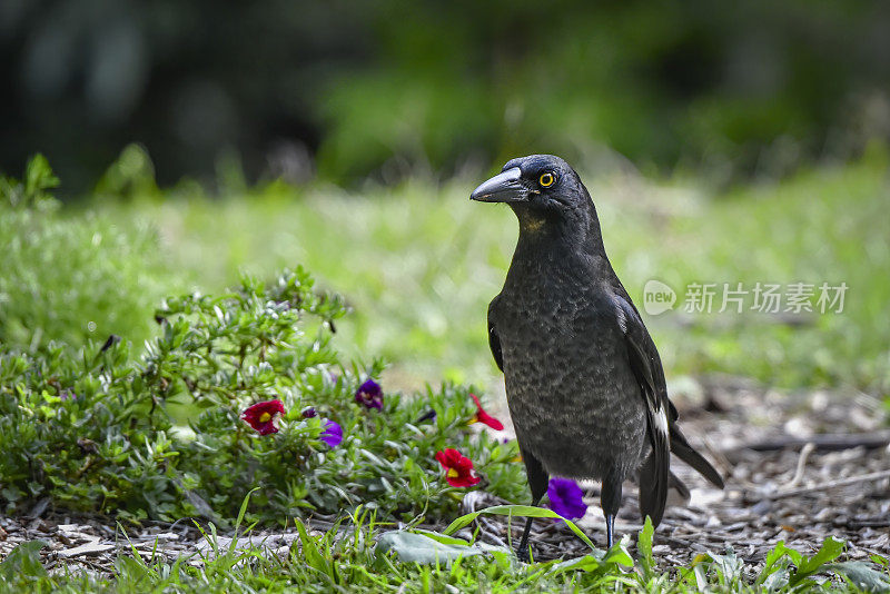 花衣魔笛手(graculina Strepera)